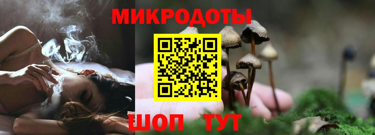 Галлюциногенные грибы Psilocybe Ишим
